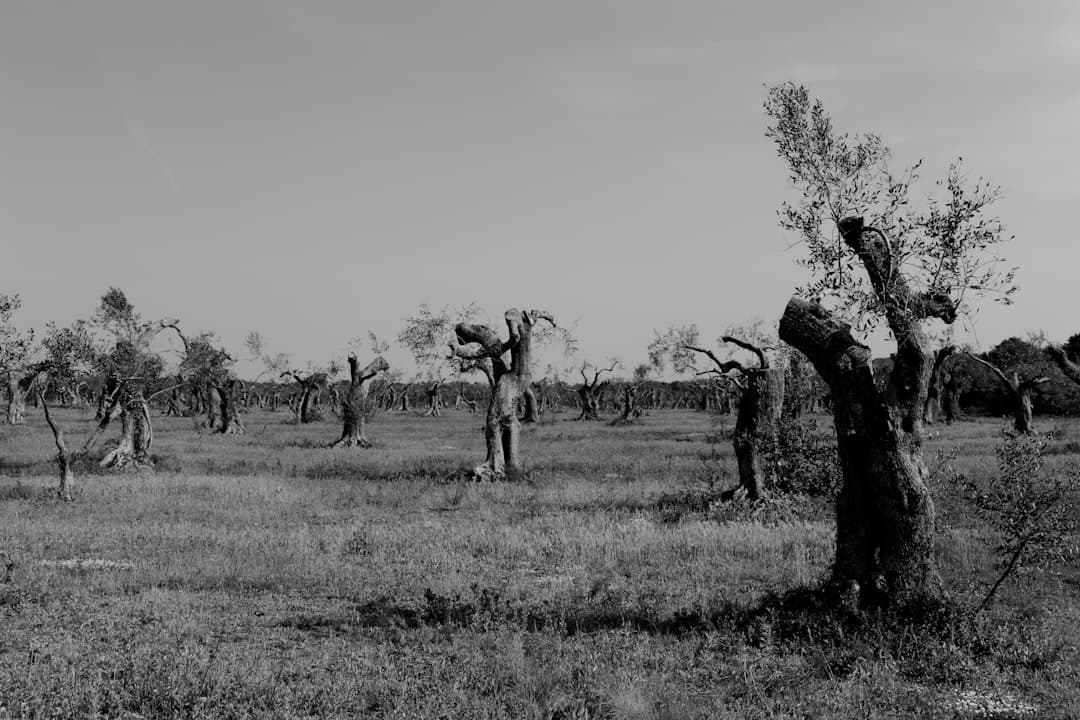 Acoma Massacre