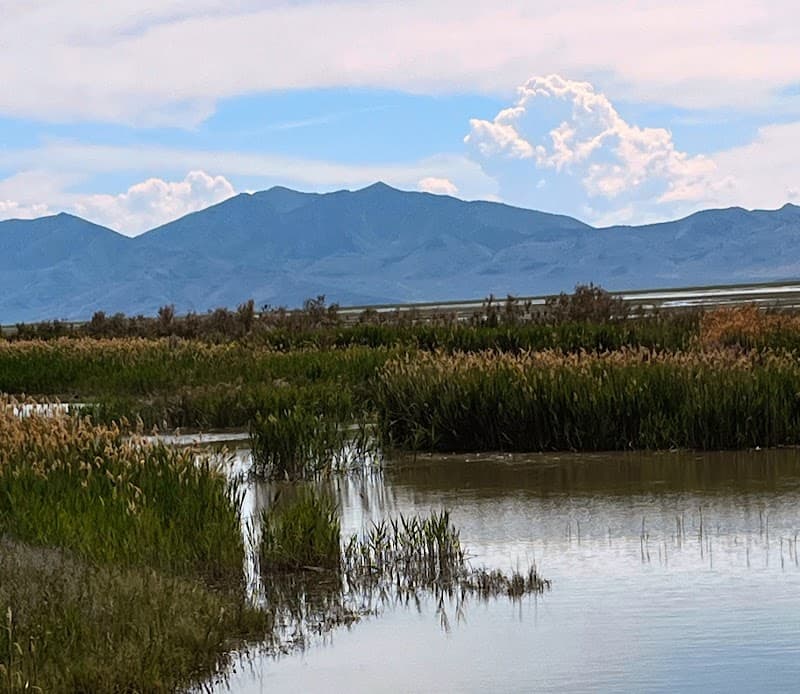 Bear River Migratory Bird Refuge