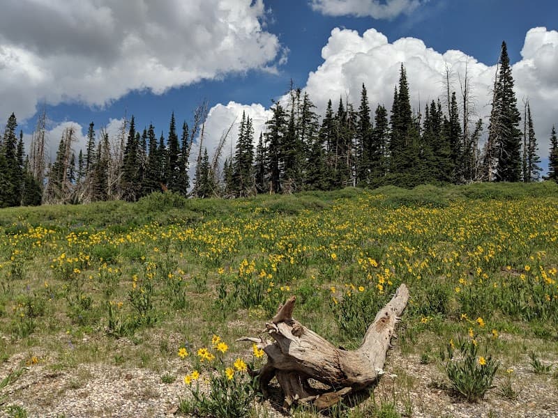 Cedar Breaks Wildflower Festival