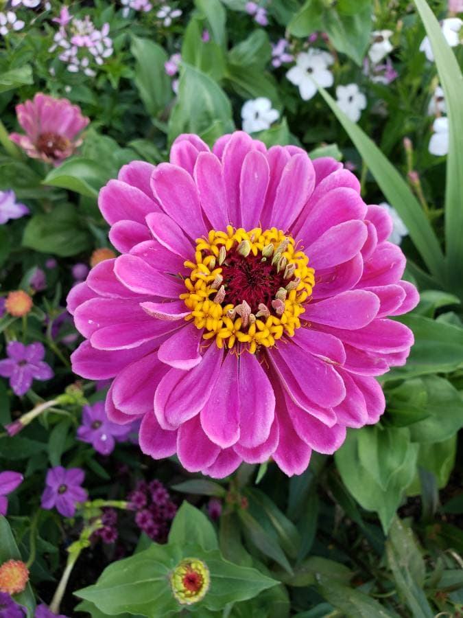 Dahlia Days (Lehi)