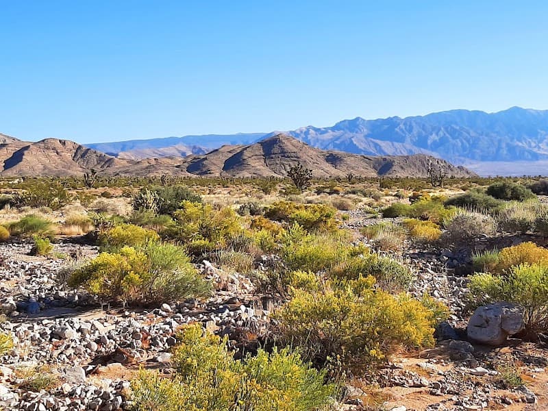 Joshua Tree National Park