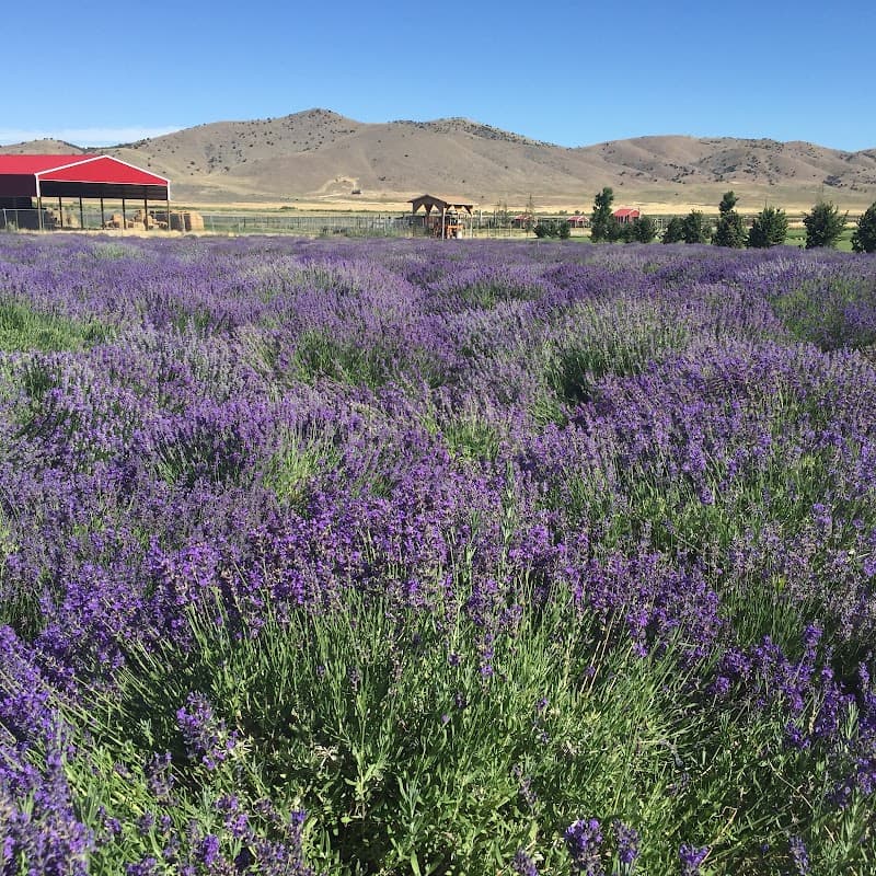 Lavender Festival (Mona)