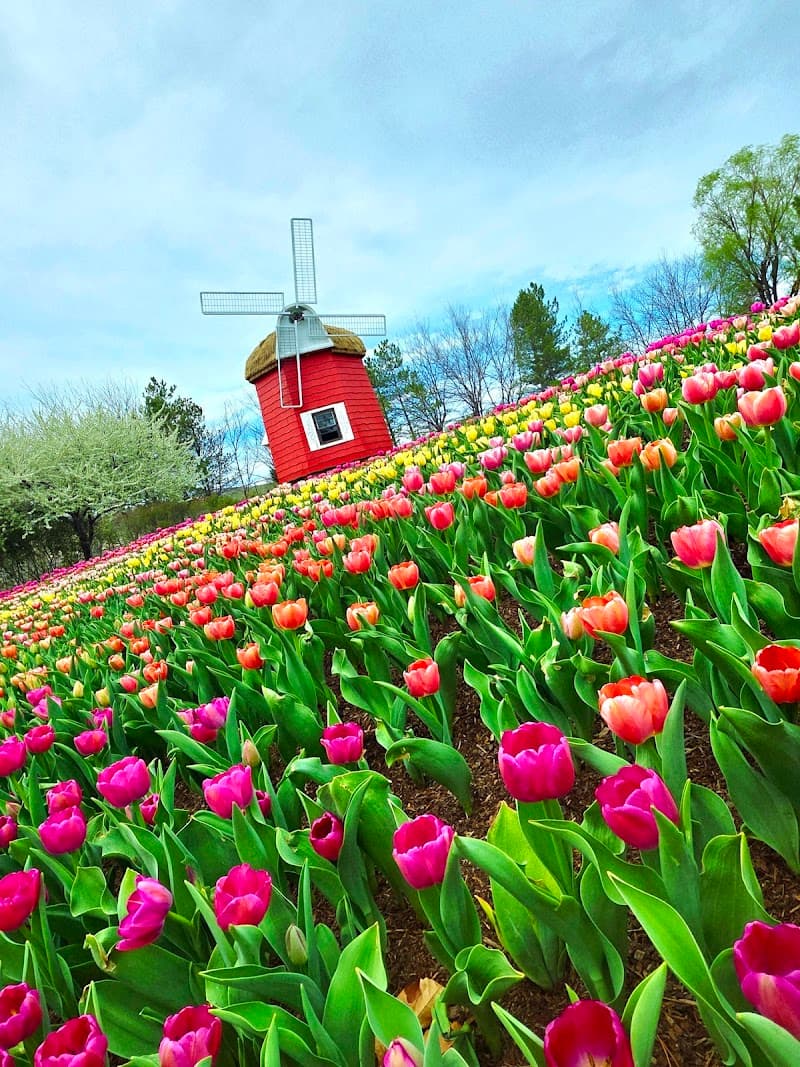 Tulip Festival (Thanksgiving Point)